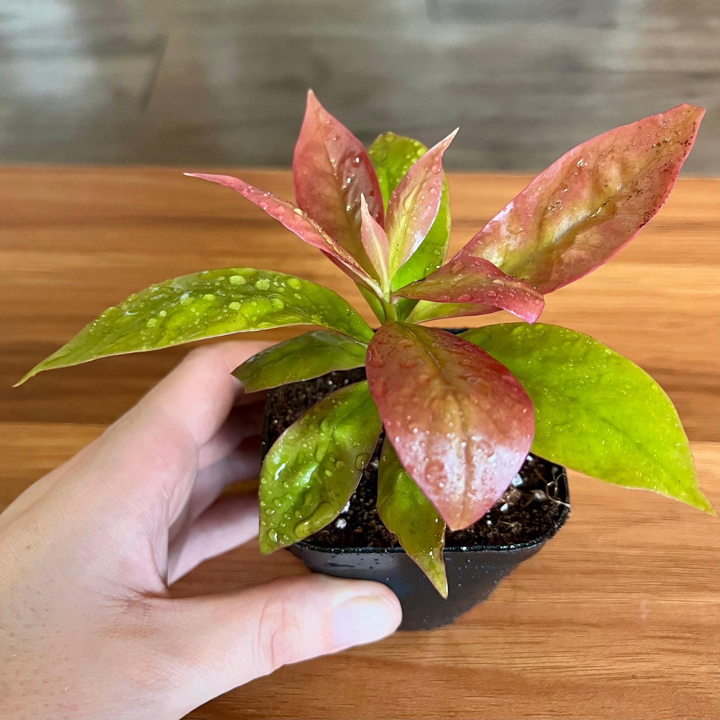 Lemon Vine Plant