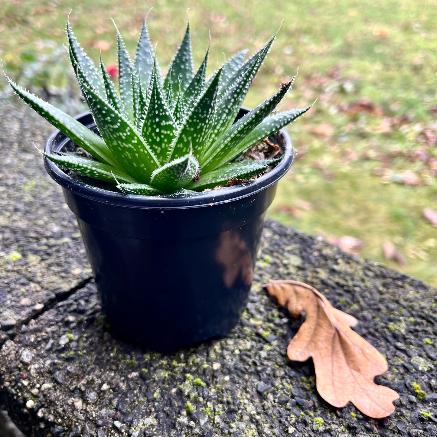 Lace Aloe
