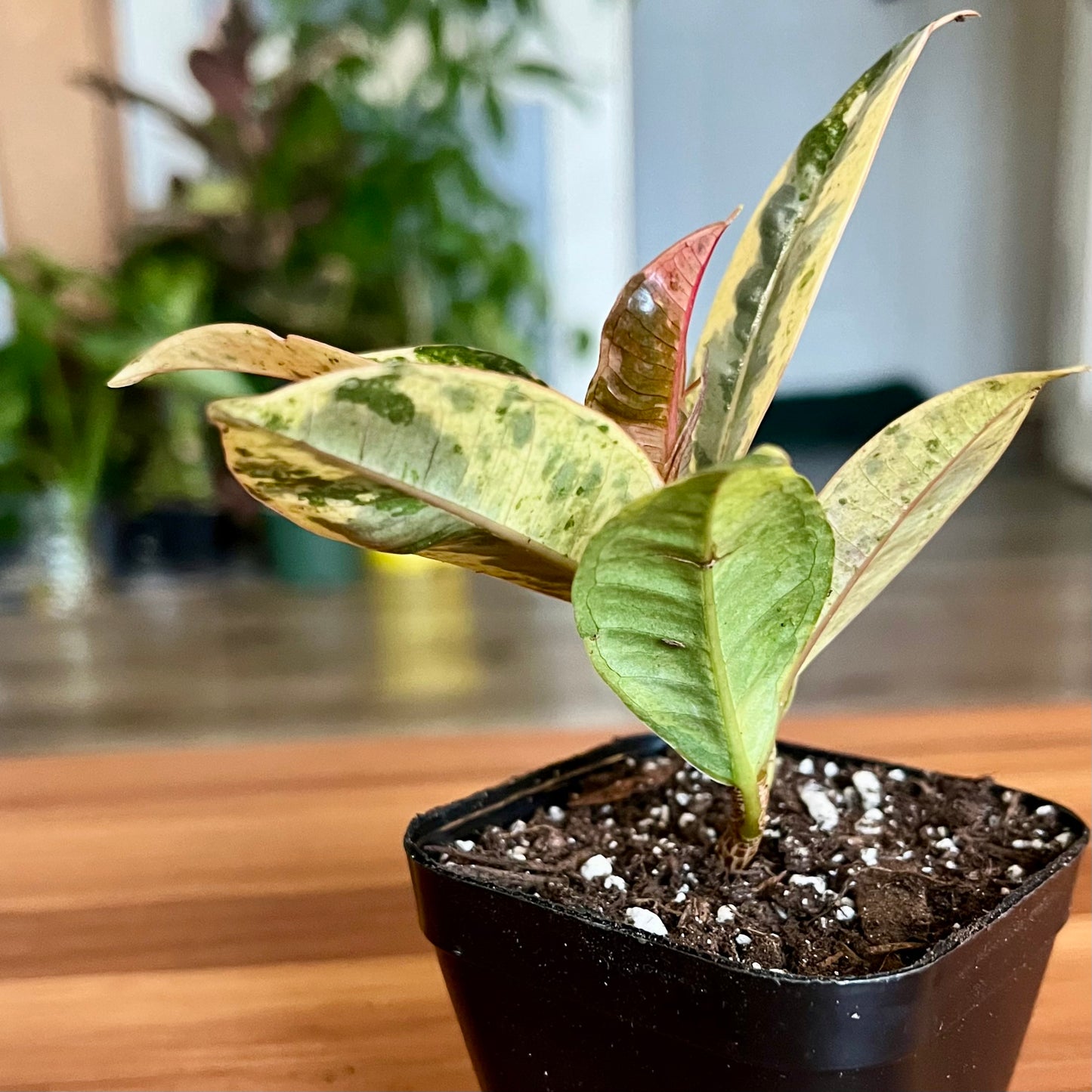 Moonshine White Rubber Tree
