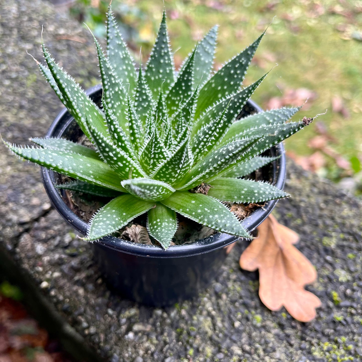 Lace Aloe