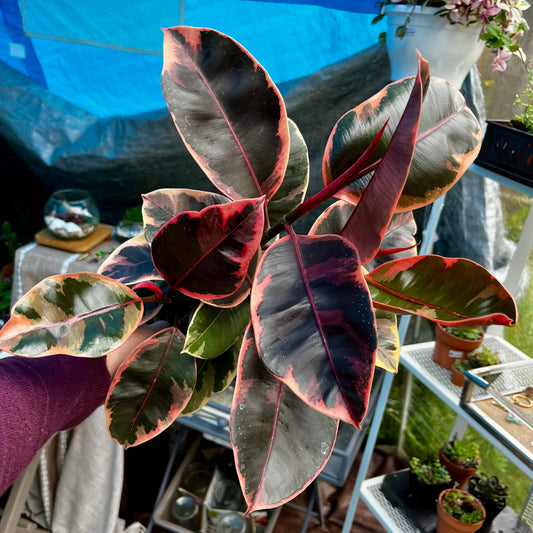 Variegated White Rubber Tree