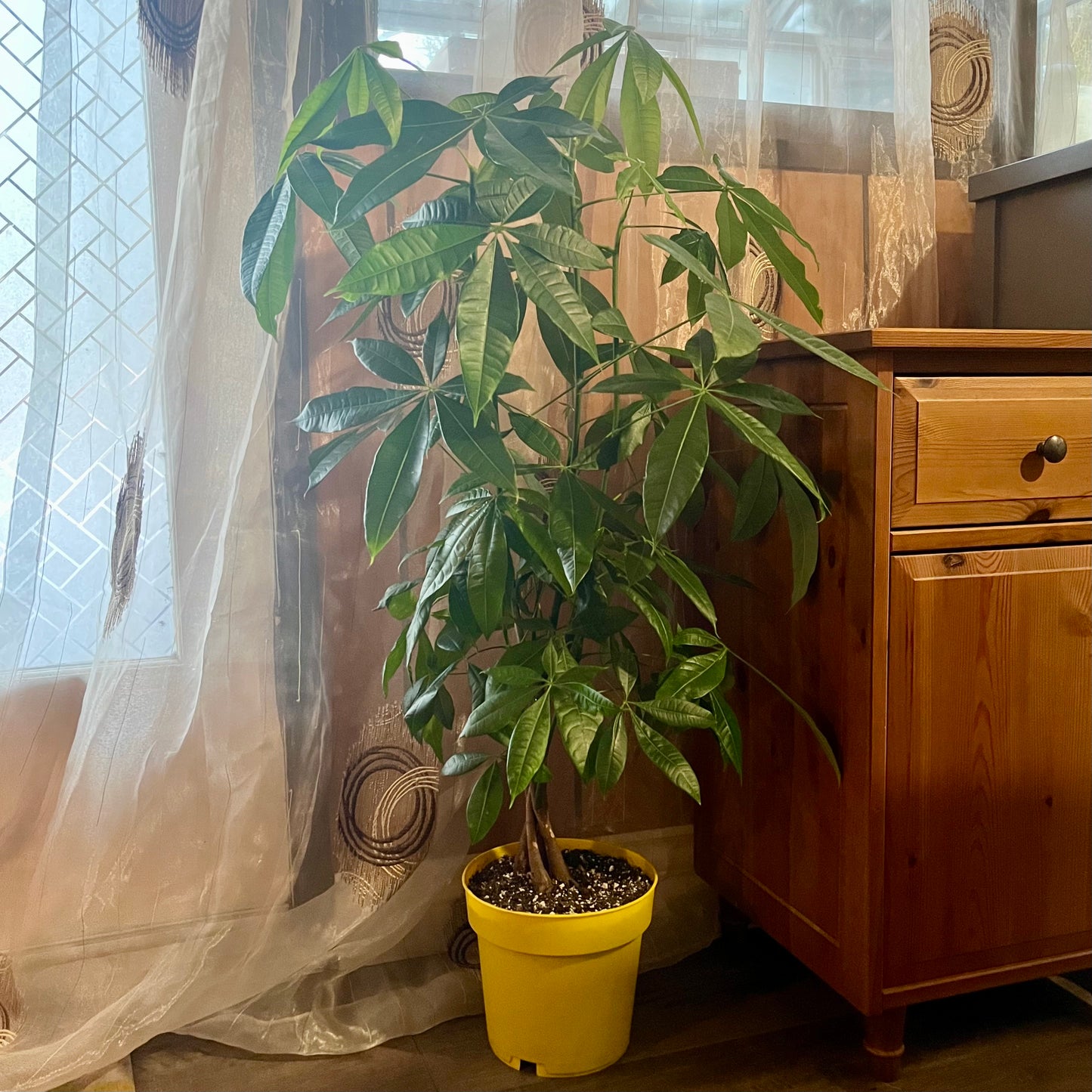 Money Tree