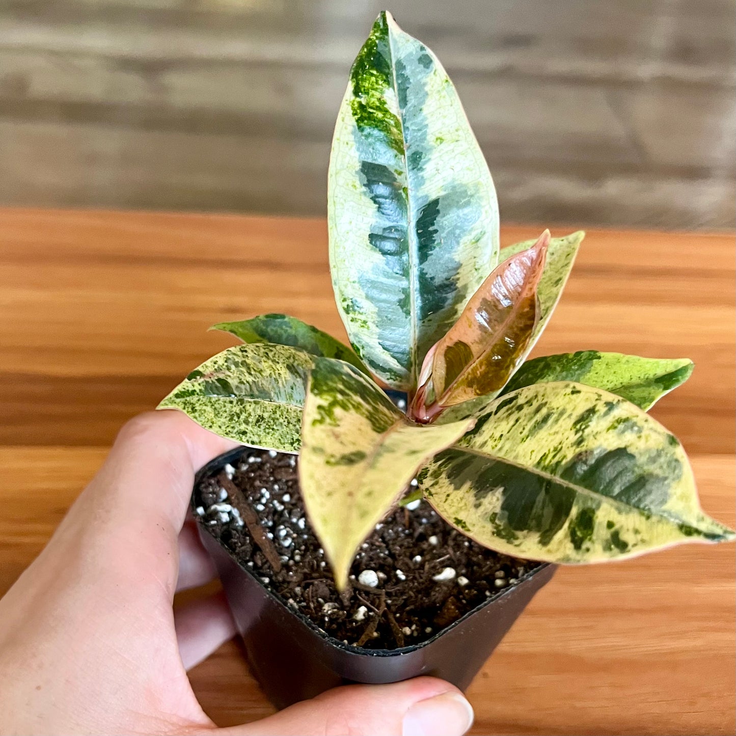 Moonshine White Rubber Tree
