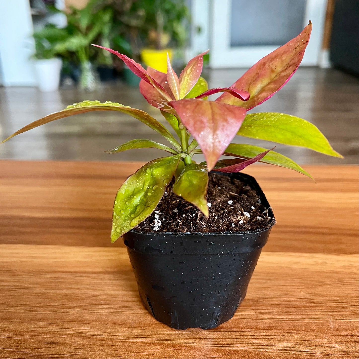 Lemon Vine Plant