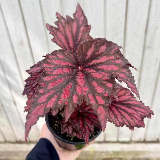 Red Rex Begonia