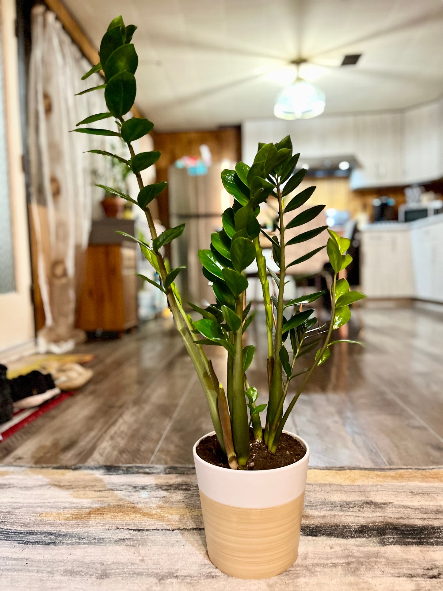 Large Zz Plant