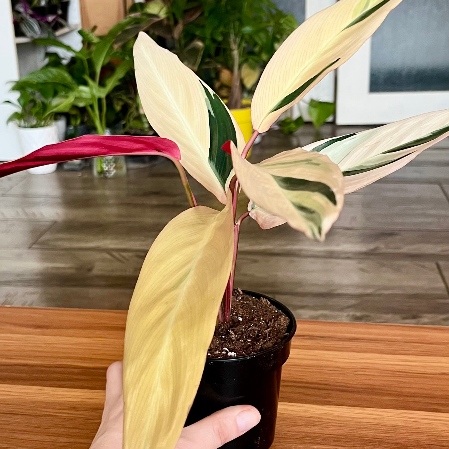 Stromanthe