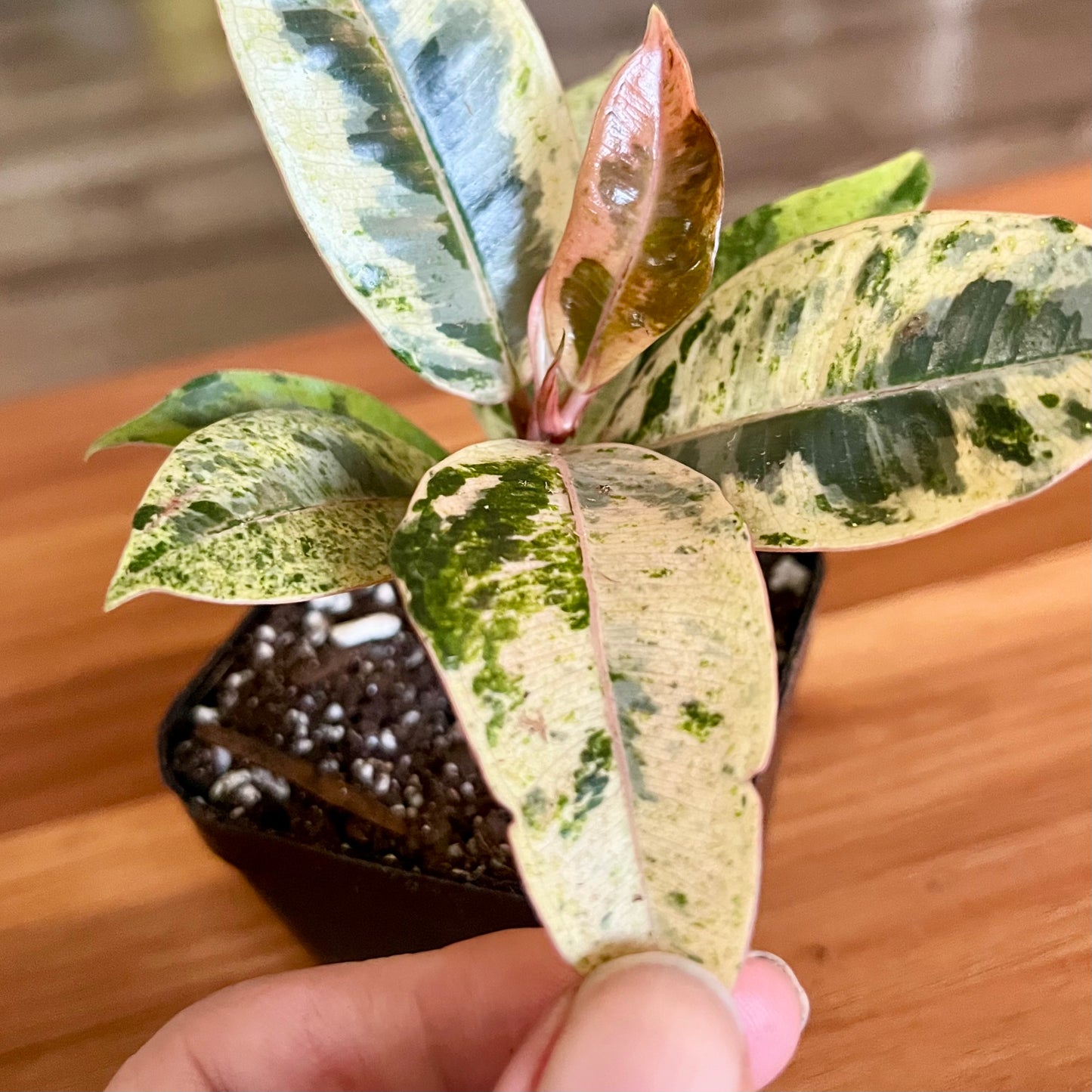 Moonshine White Rubber Tree
