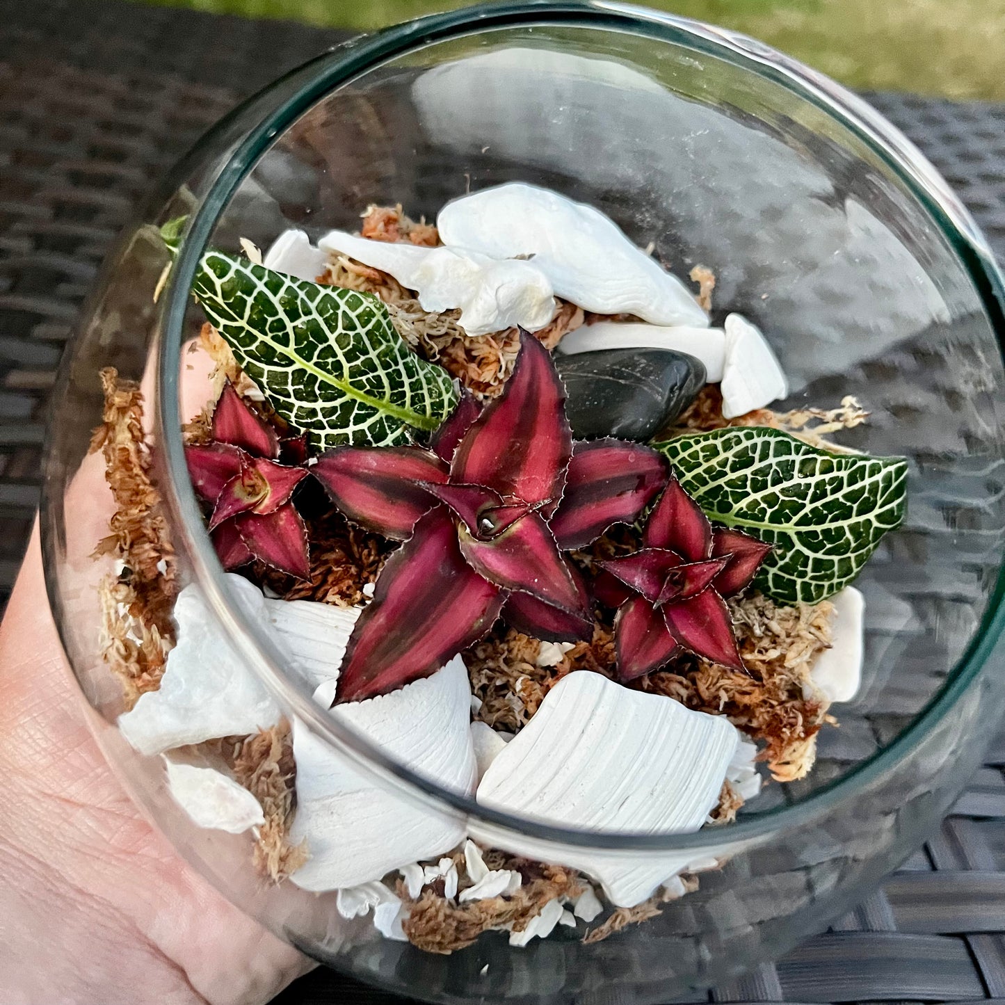 Earth Star & Nerve Plant Terrarium