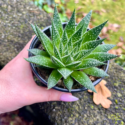 Lace Aloe