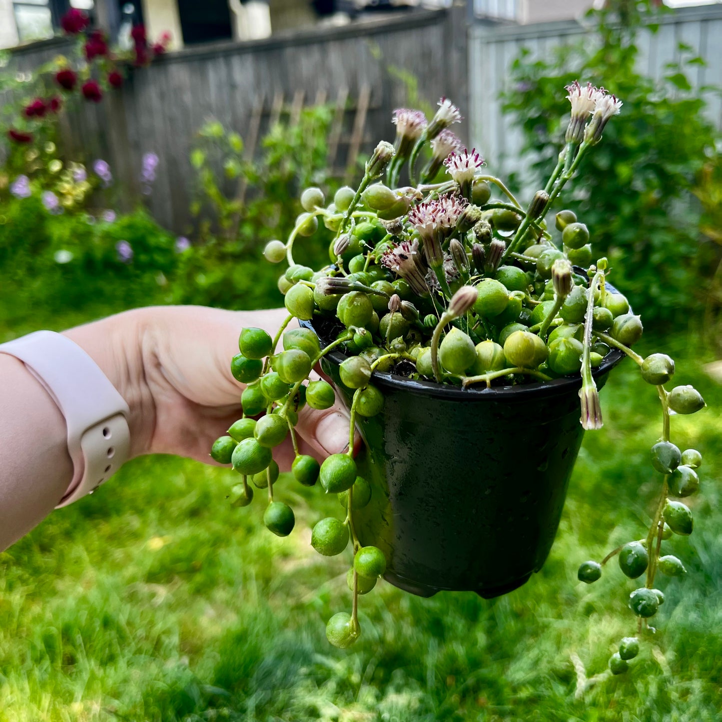 String of Pearls