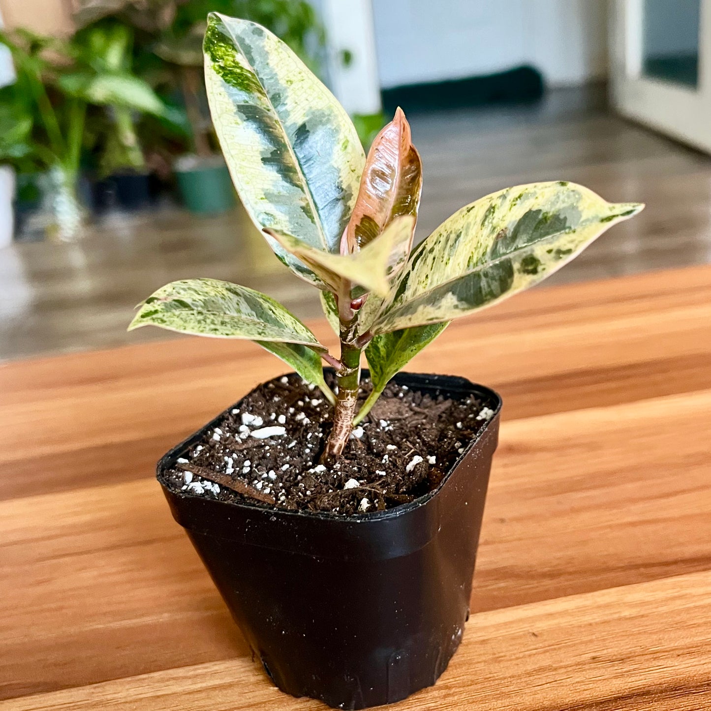 Moonshine White Rubber Tree