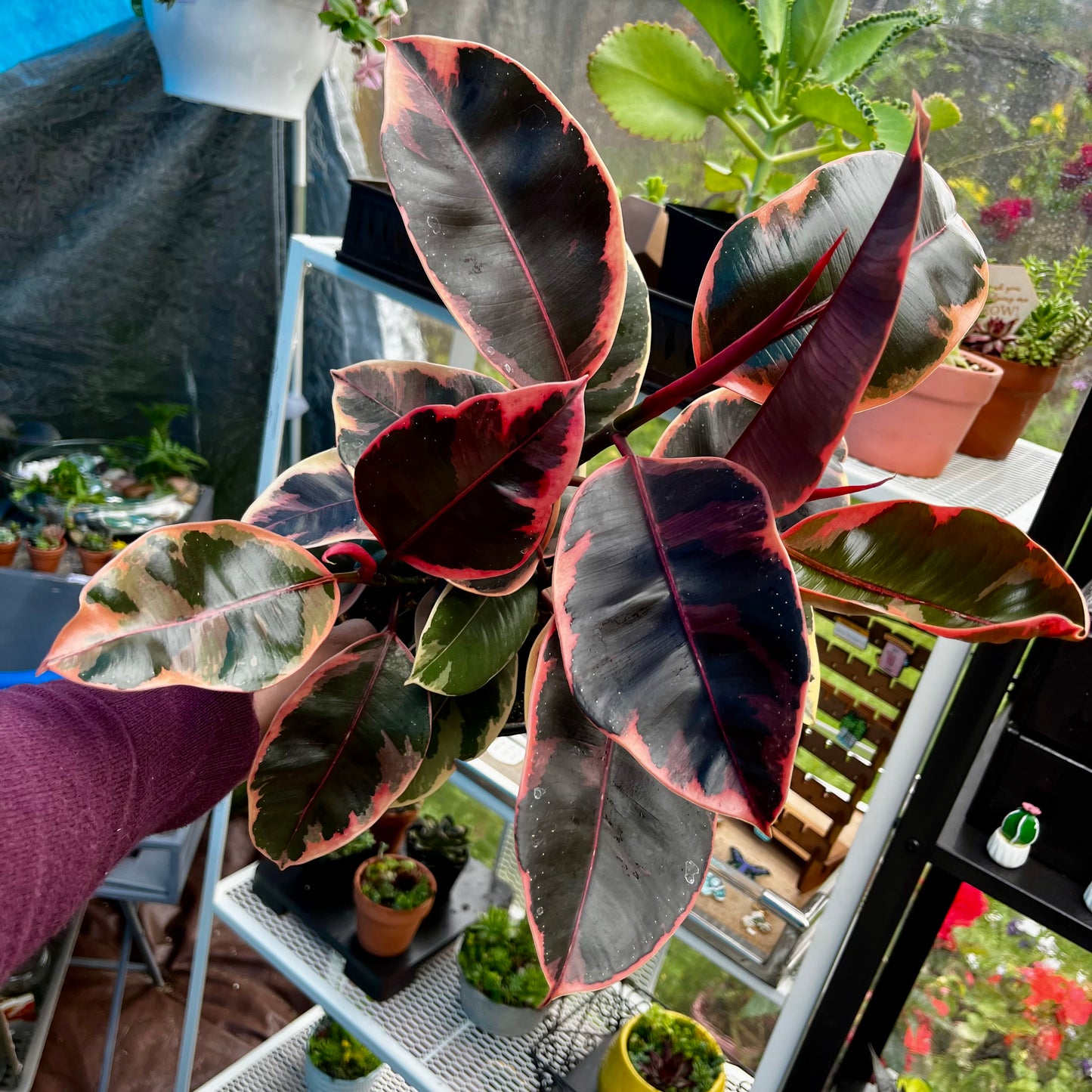 Variegated Rubber Tree