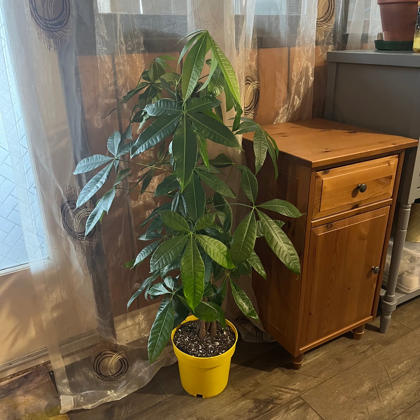 Money Tree