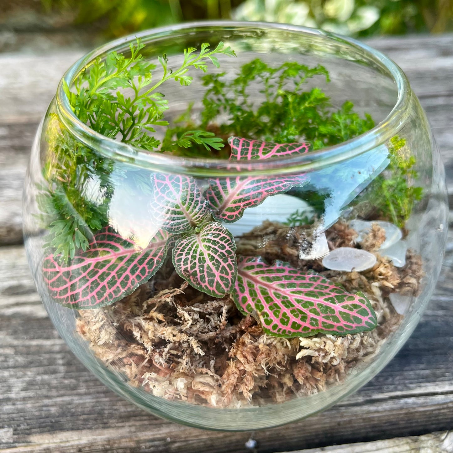 Mini Enchanted Forest Terrarium