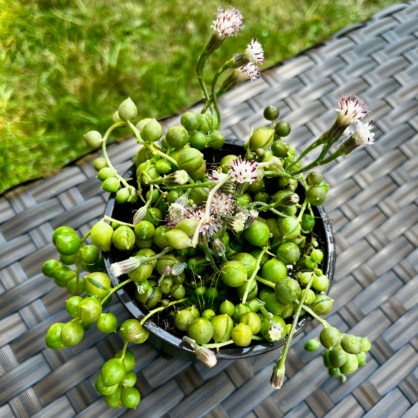 String of Pearls