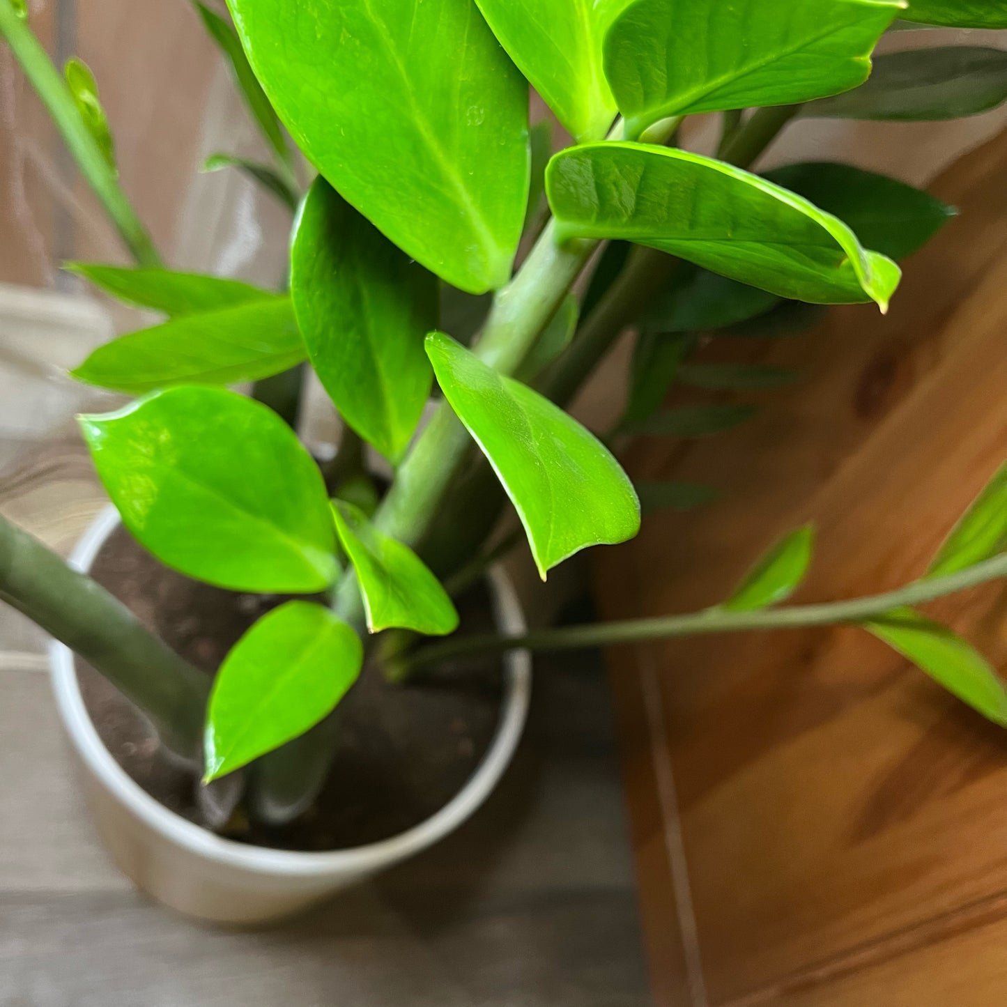 Large Zz Plant
