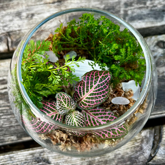 Mini Enchanted Forest Terrarium