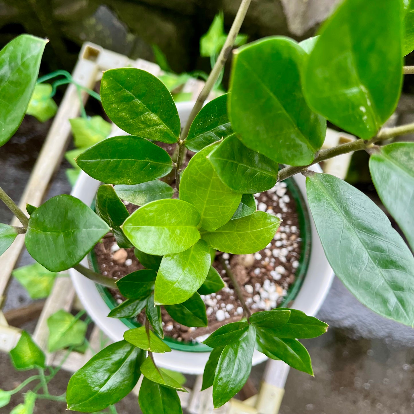 Dwarf Zz Plant