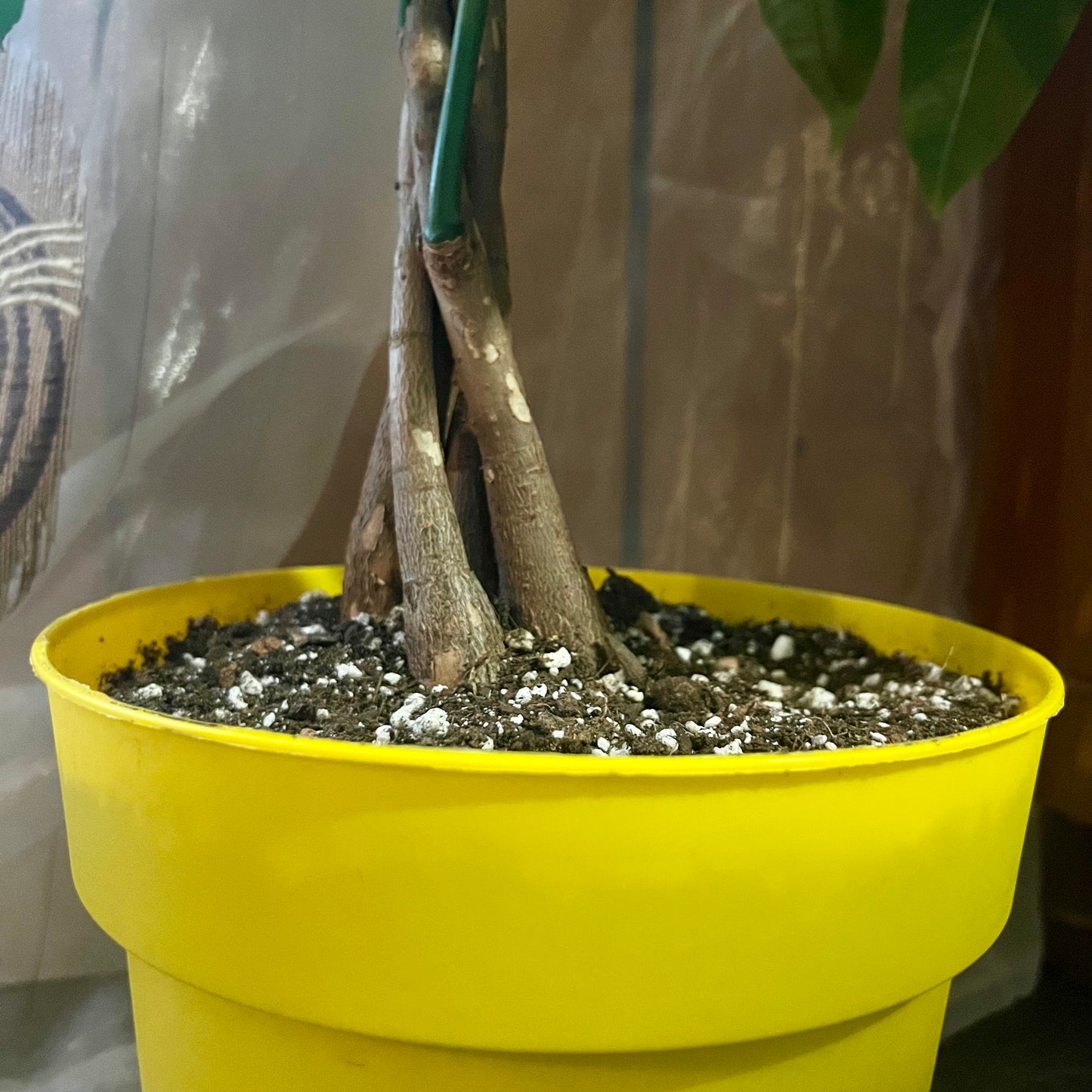 Money Tree