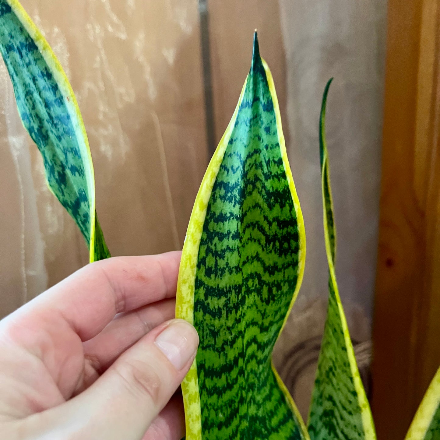 Golden Snake Plant