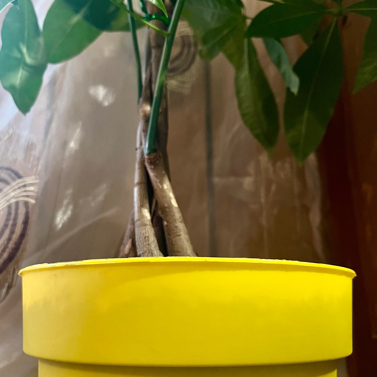 Money Tree