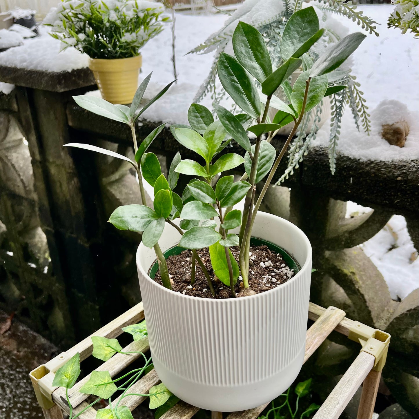 Dwarf Zz Plant