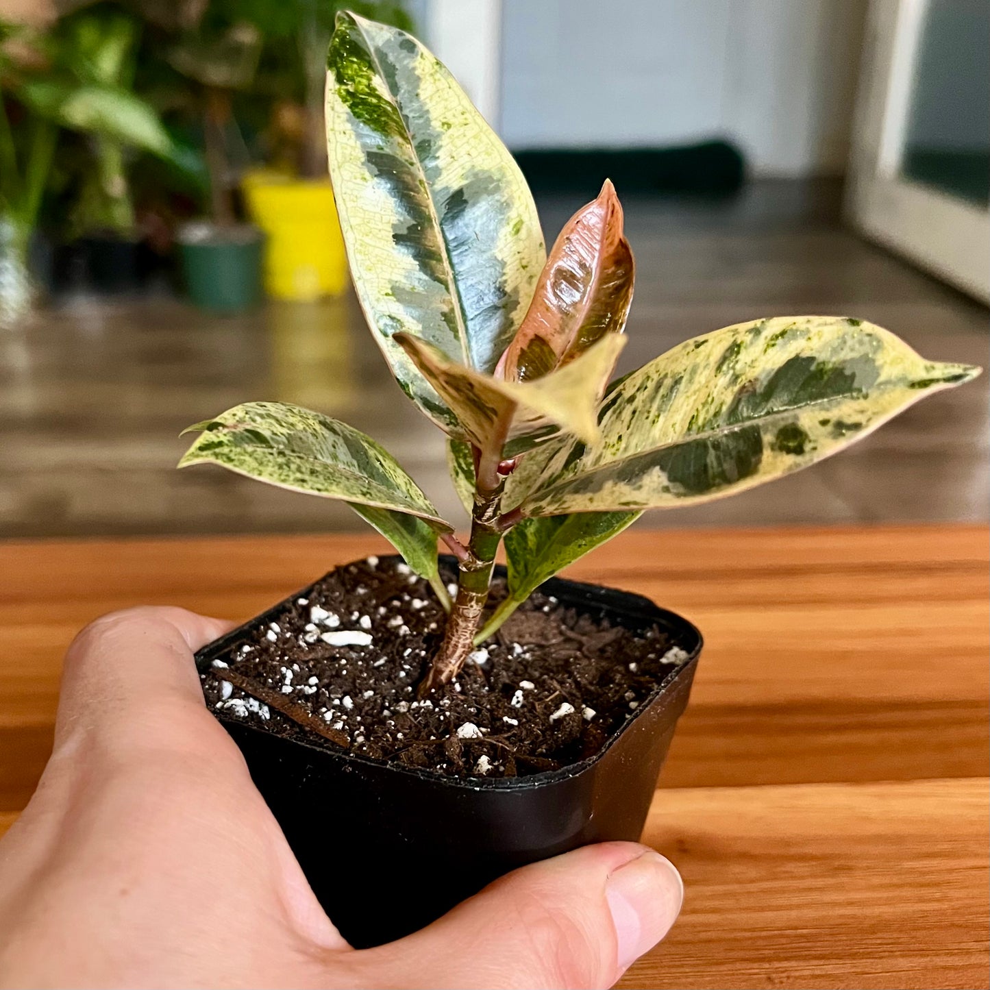 Moonshine White Rubber Tree