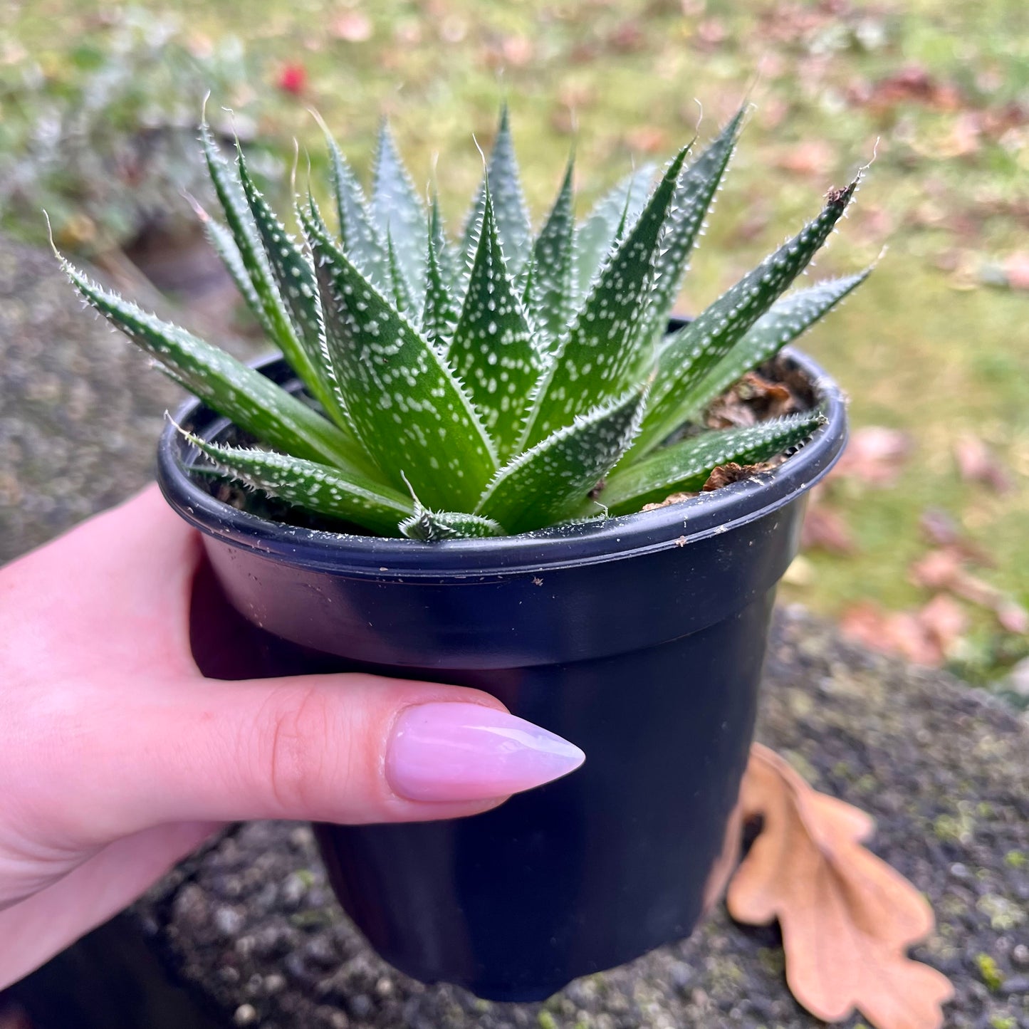 Lace Aloe