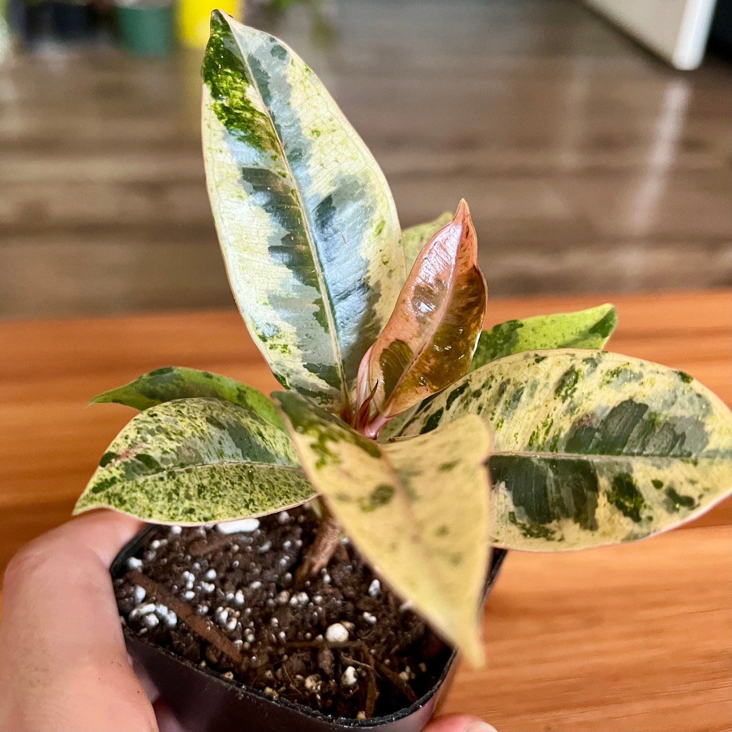 Moonshine White Rubber Tree