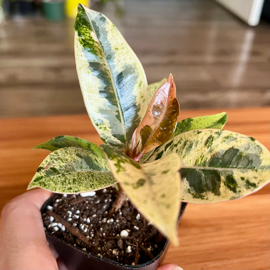 Moonshine White Rubber Tree