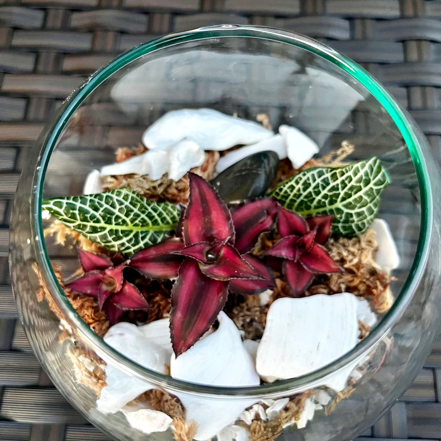Earth Star & Nerve Plant Terrarium