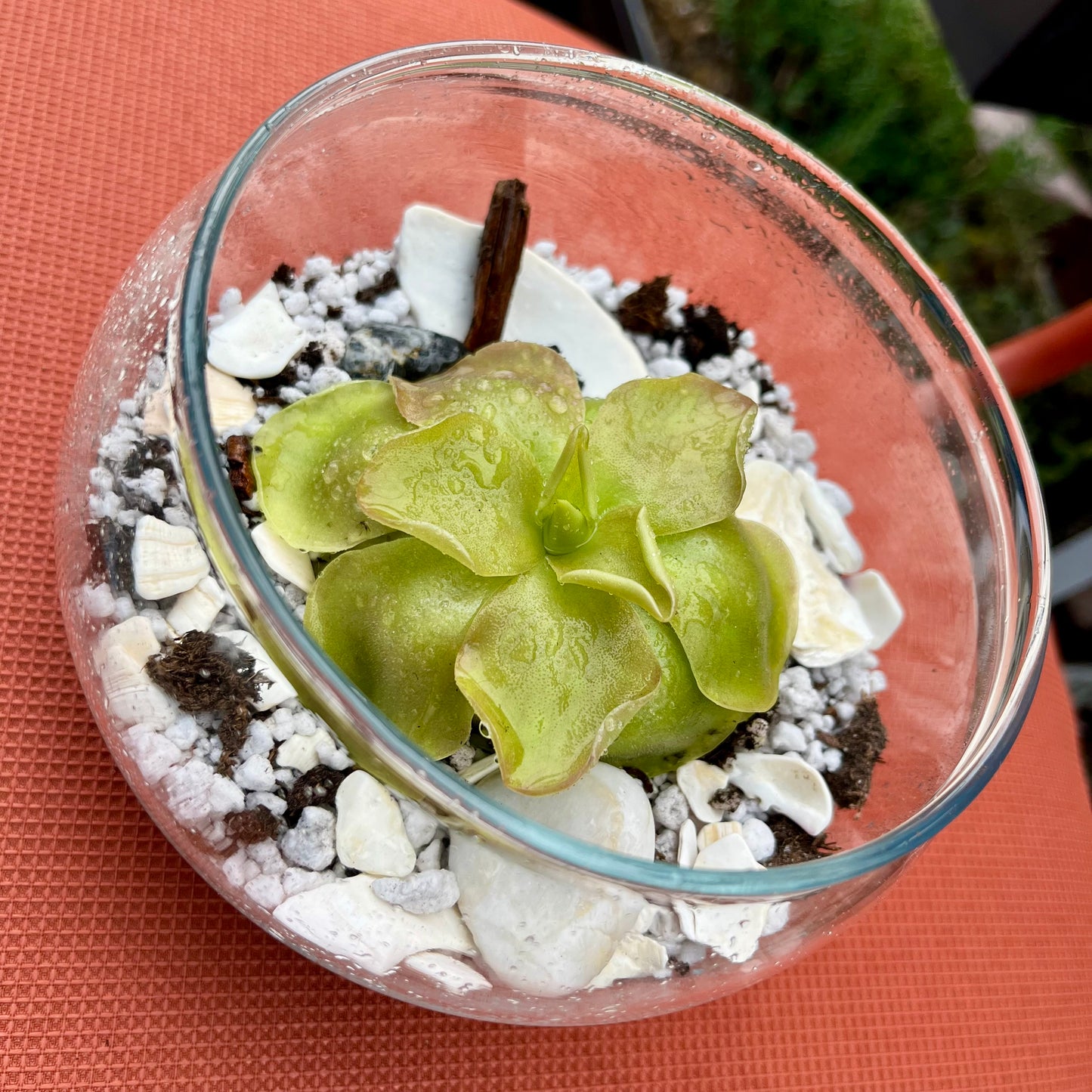 Large Ping in a Glass Terrarium