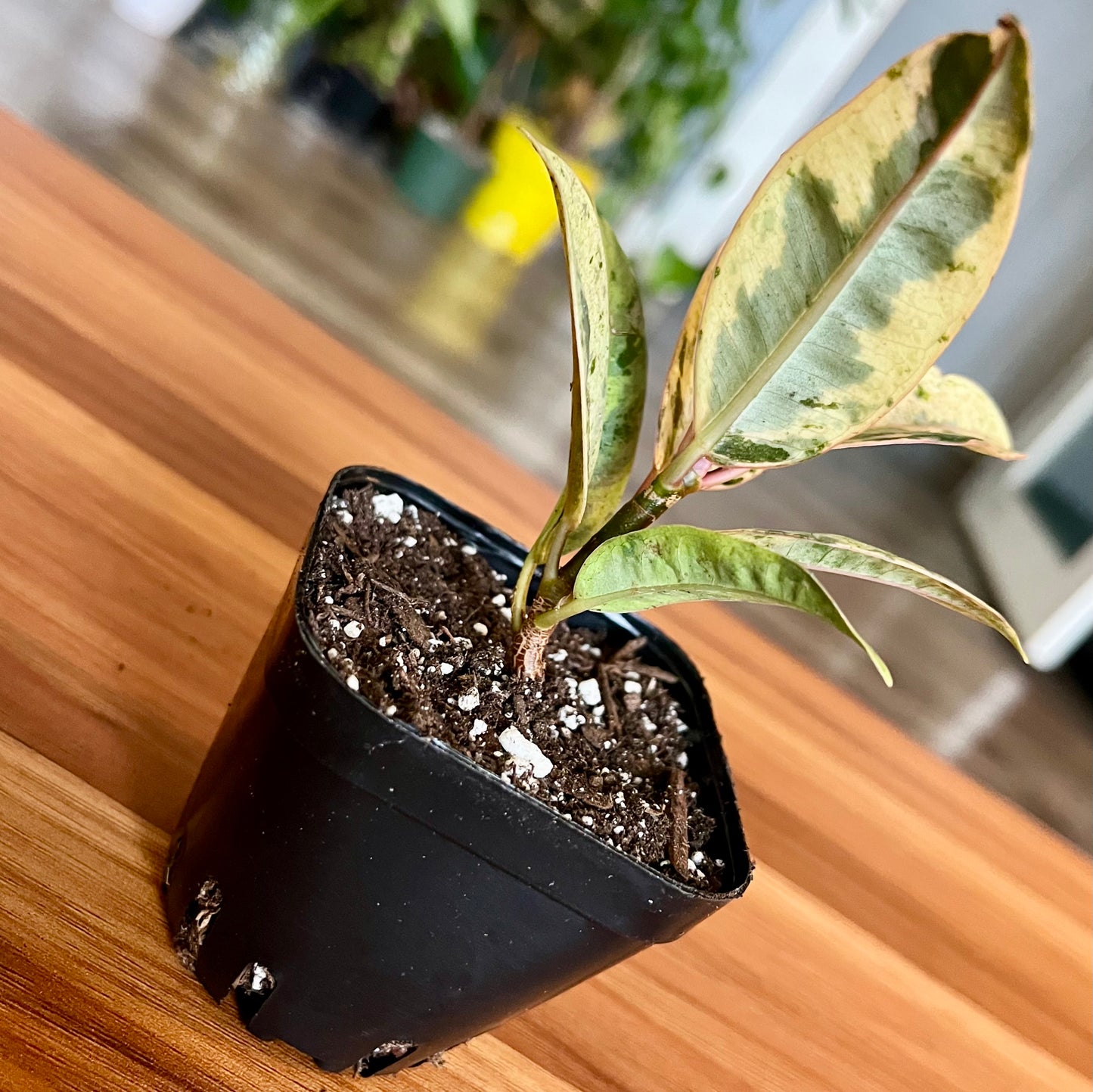 Moonshine White Rubber Tree