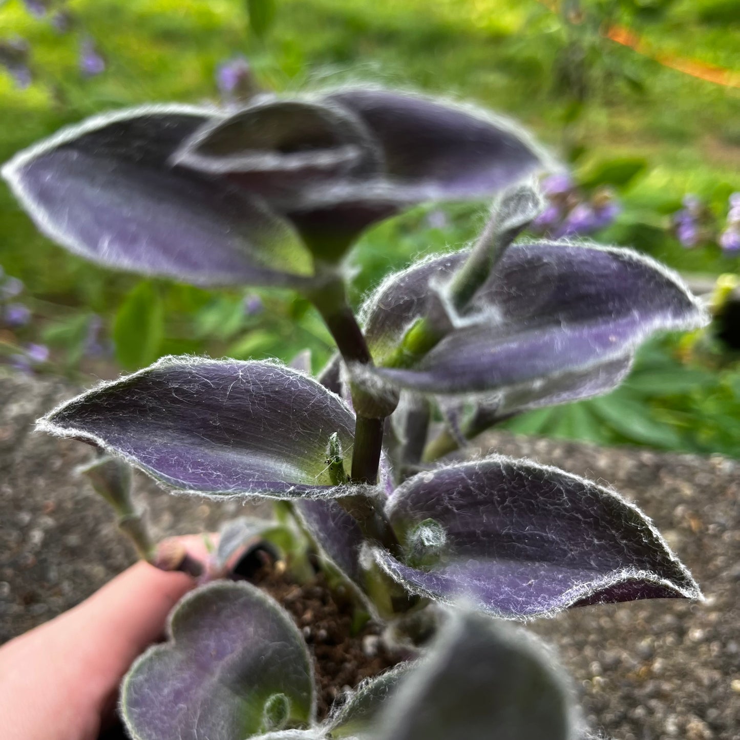 Purple Heart // Inch Plant