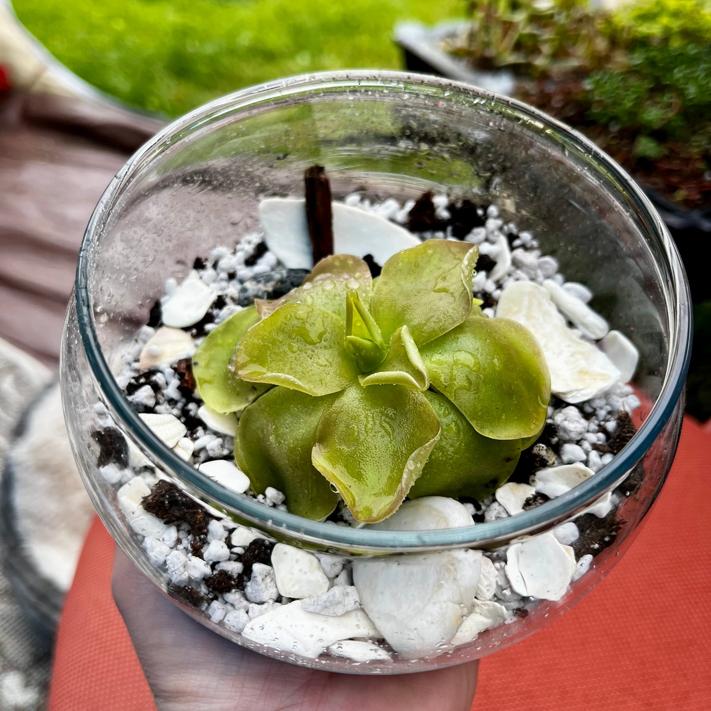 Large Ping in a Glass Terrarium