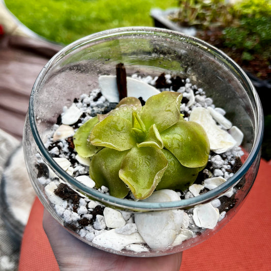 Large Ping in a Glass Terrarium