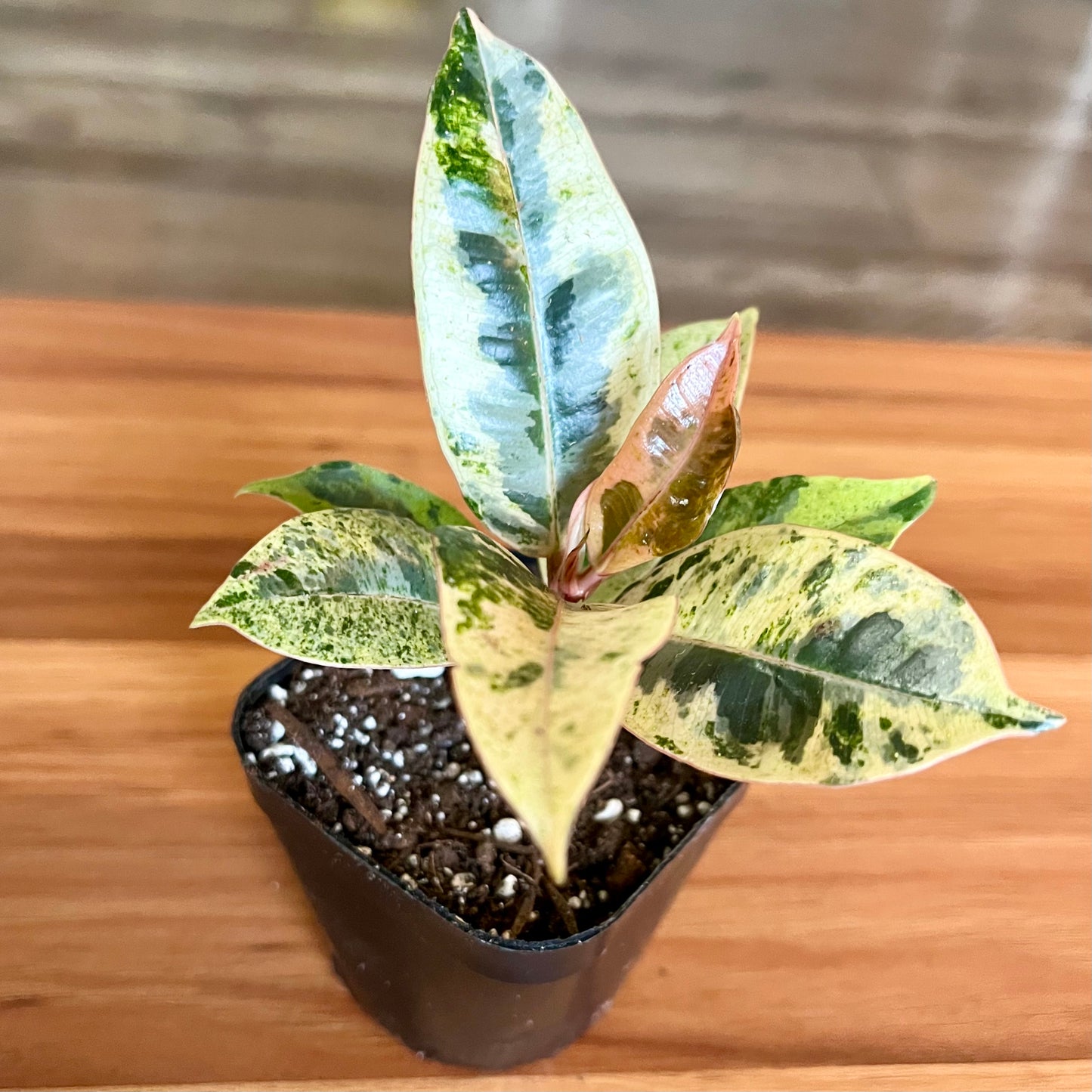 Moonshine White Rubber Tree
