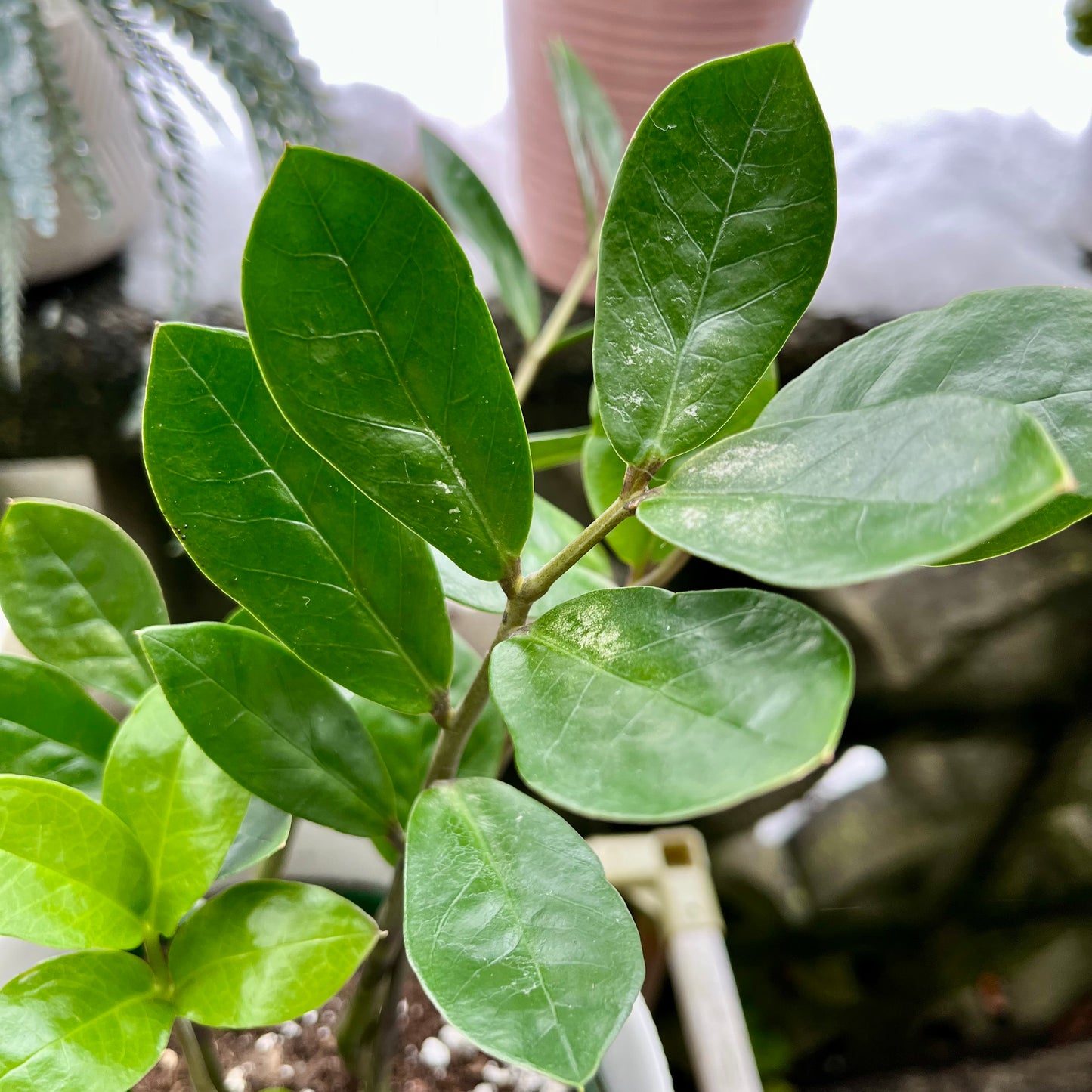 Dwarf Zz Plant