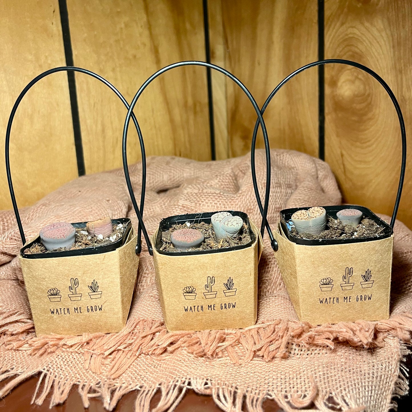 Watch Me Grow: Lithops Starter Pack