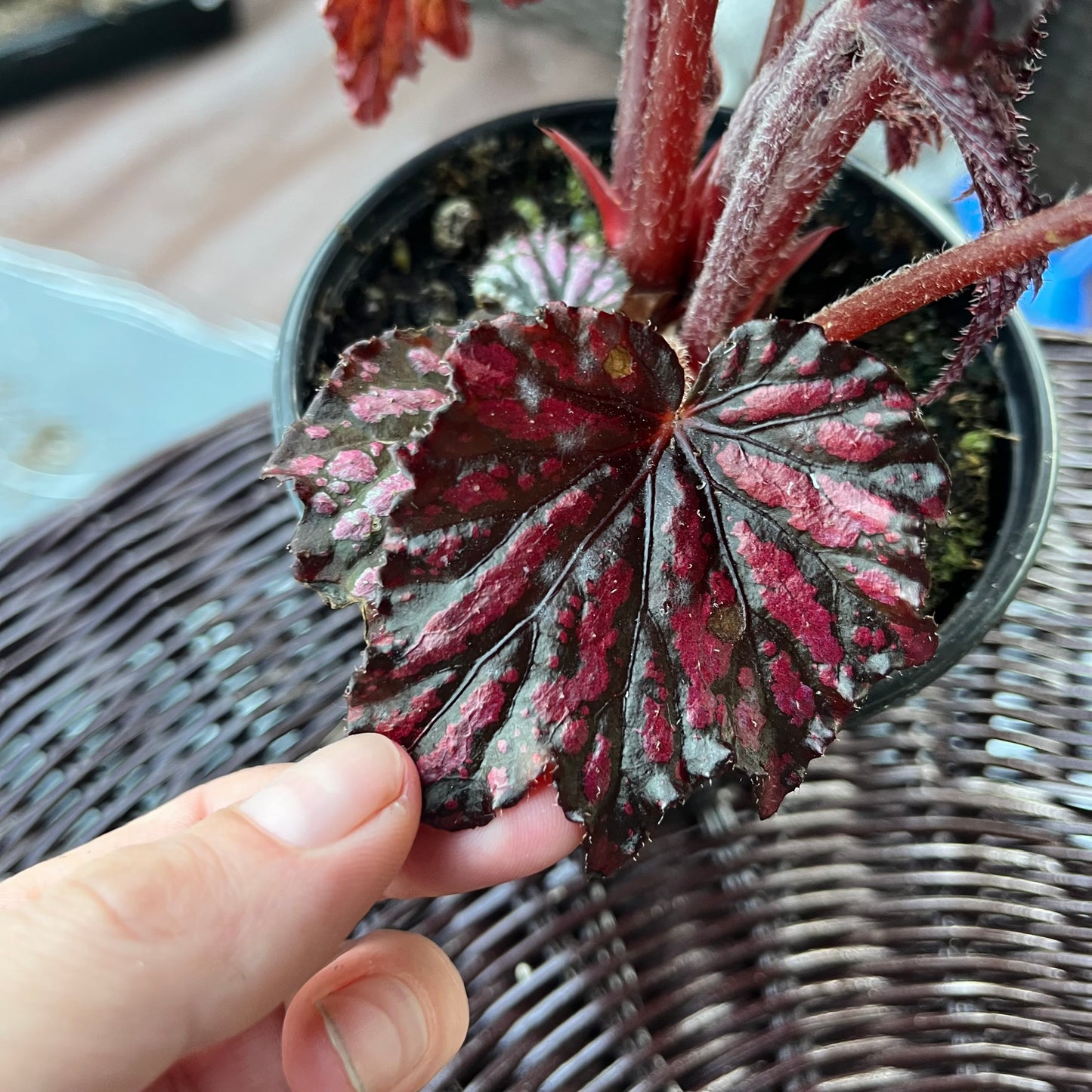 Red Rex Begonia