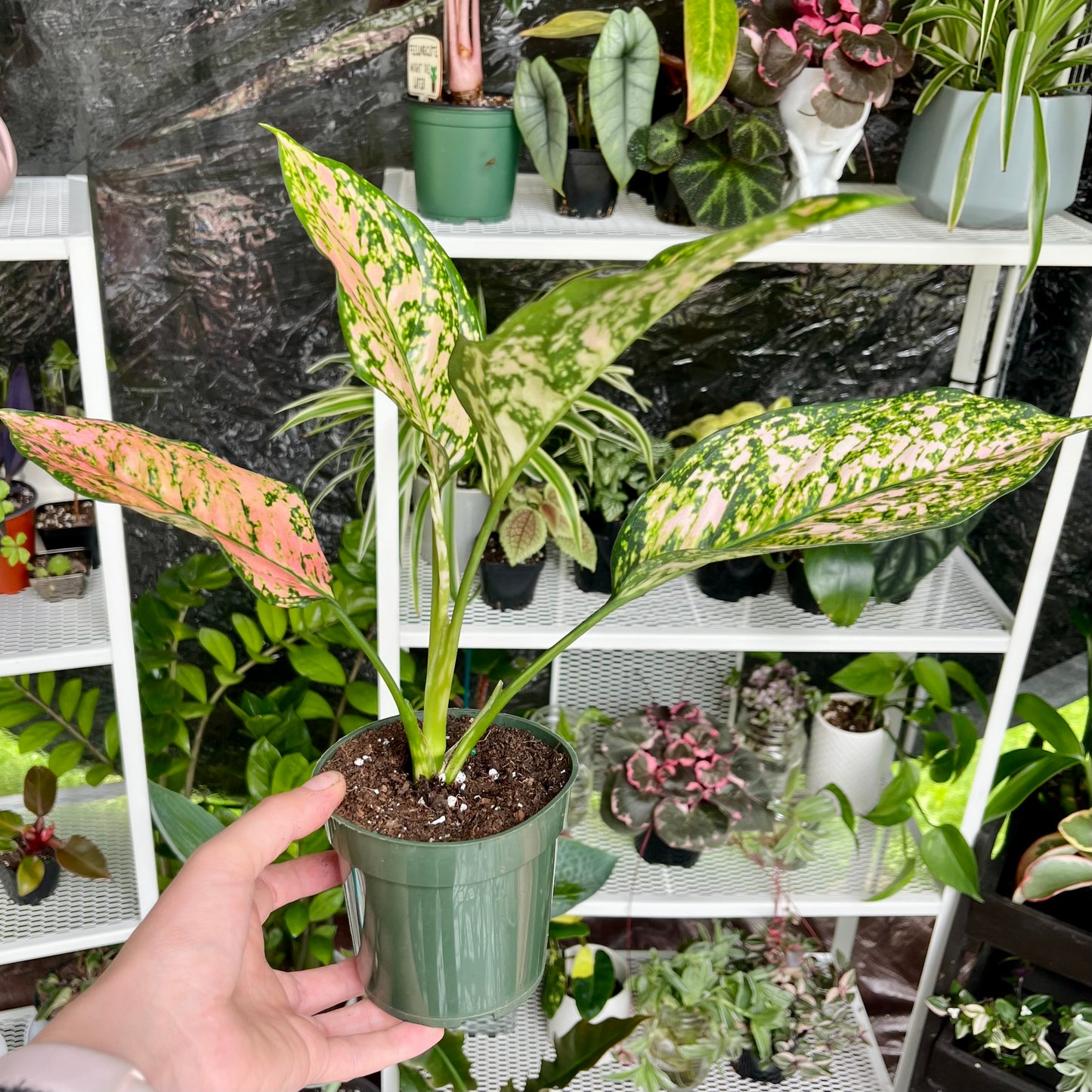 Chinese Evergreen