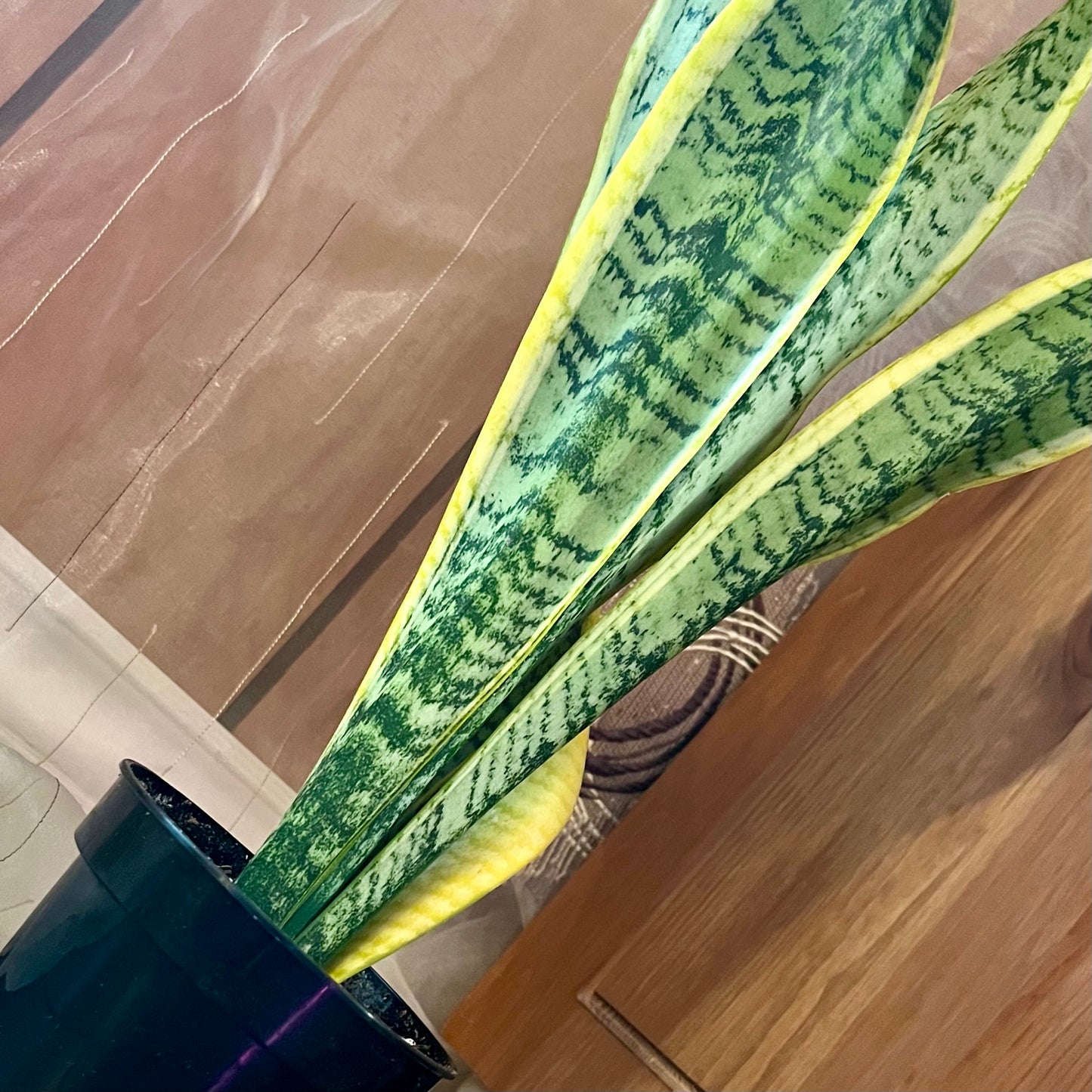 Golden Snake Plant