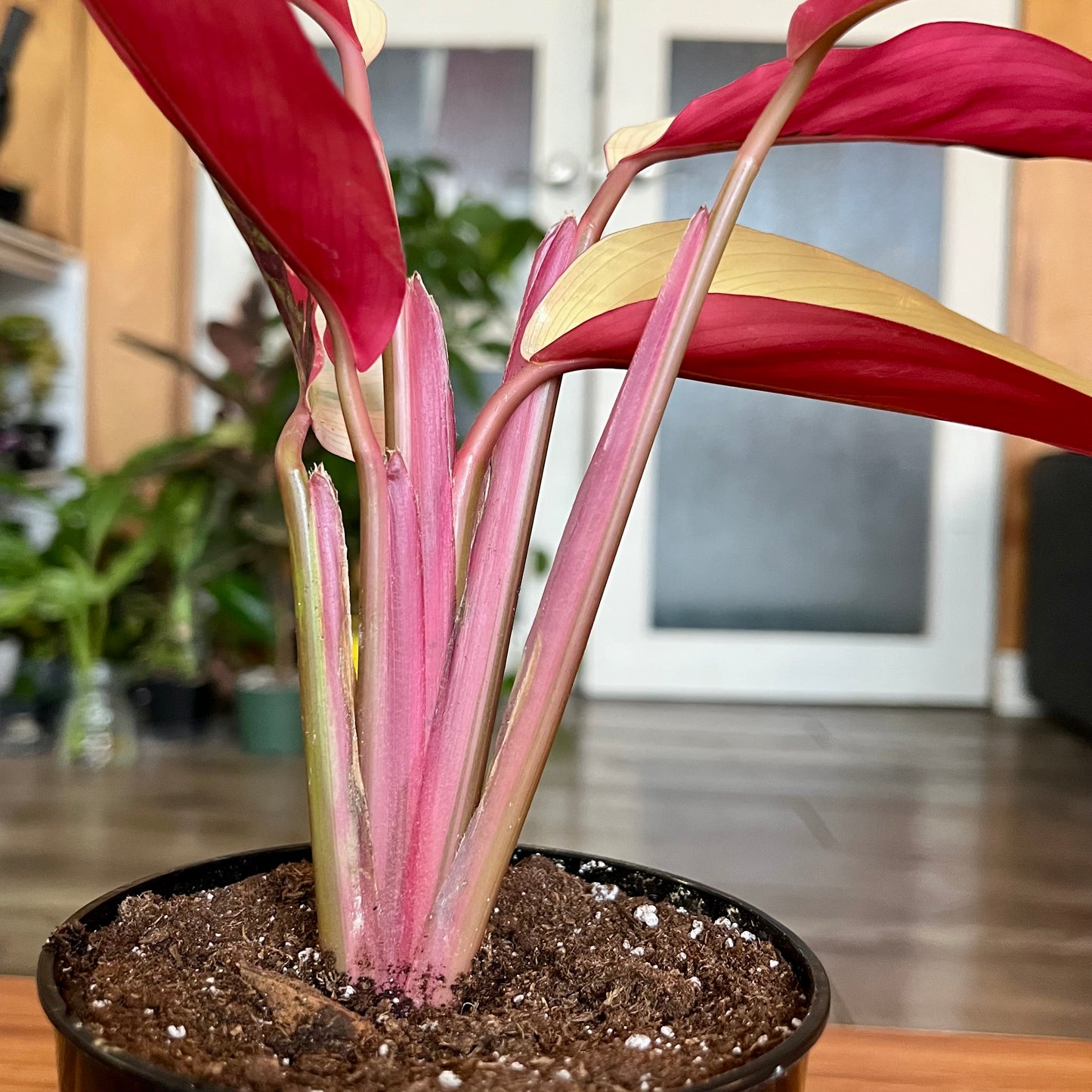 Stromanthe