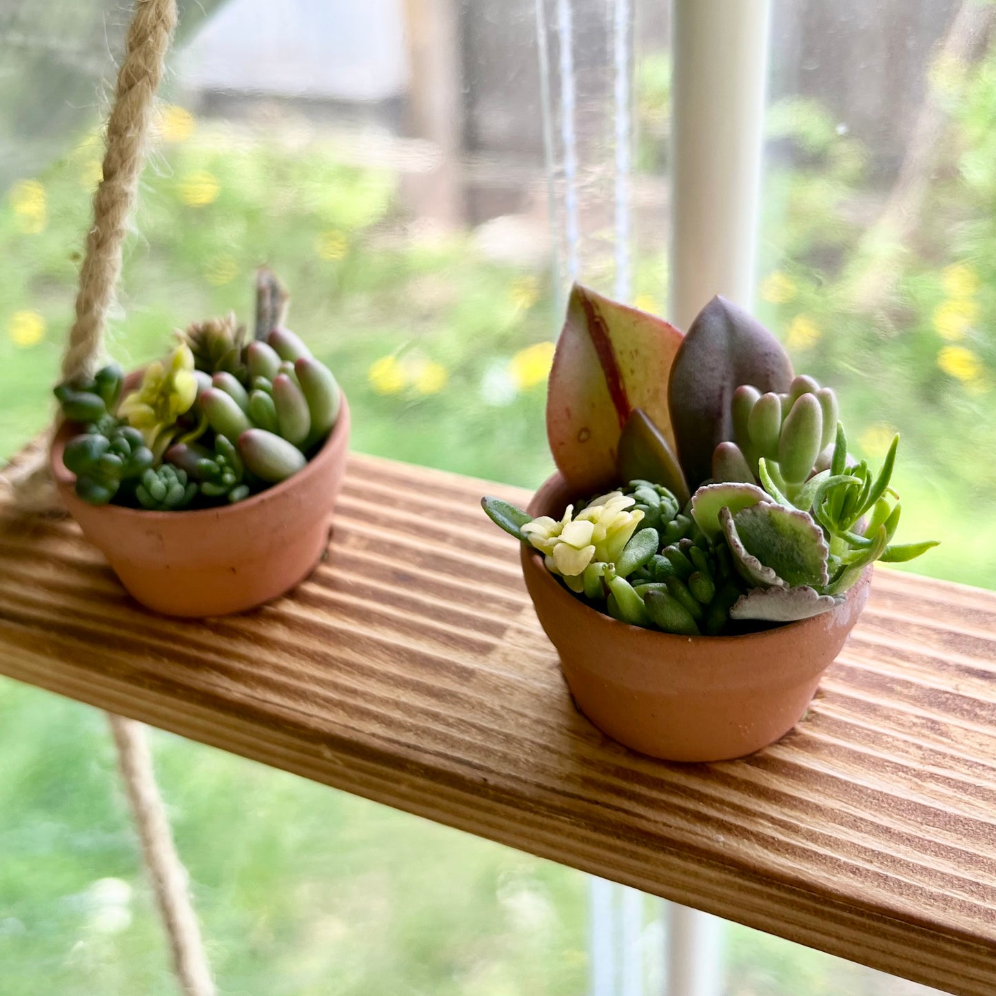 Teeny Tiny Succulents