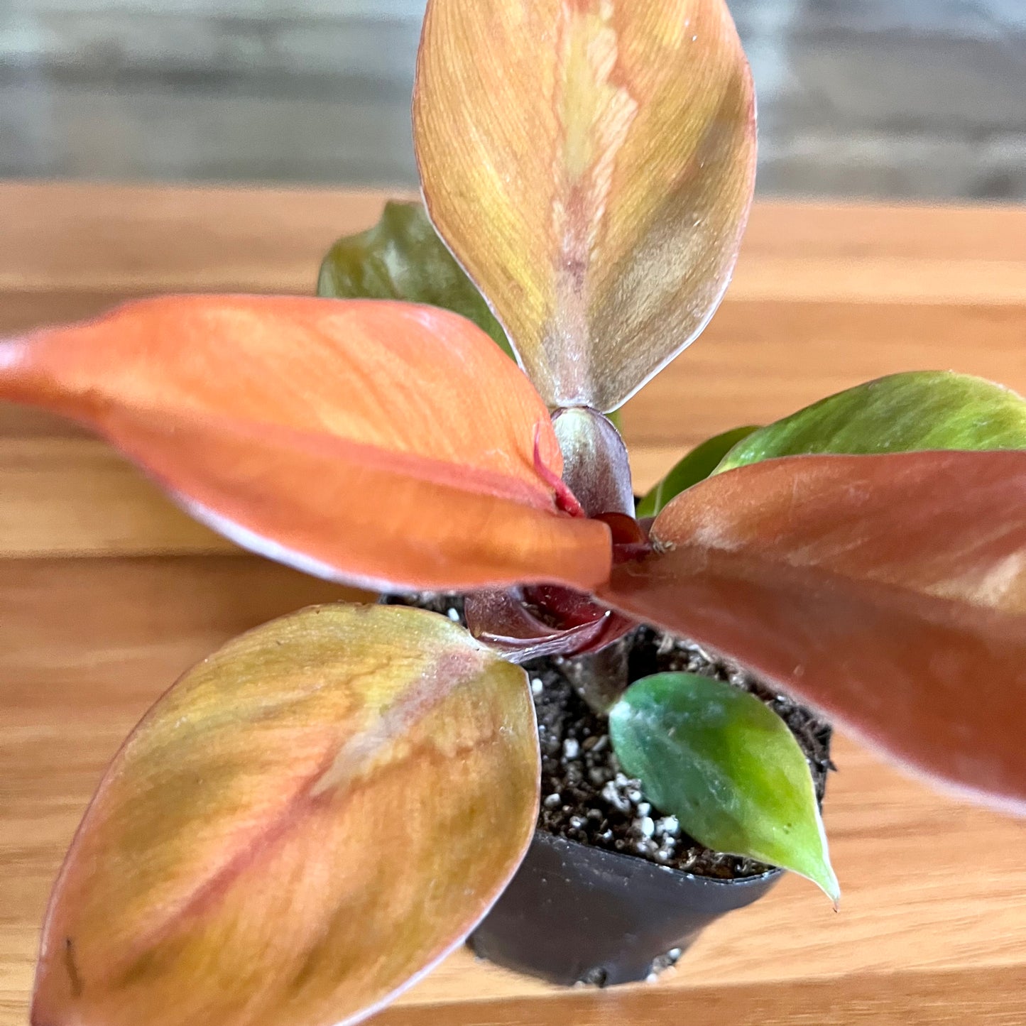 Prince of Orange Philodendron