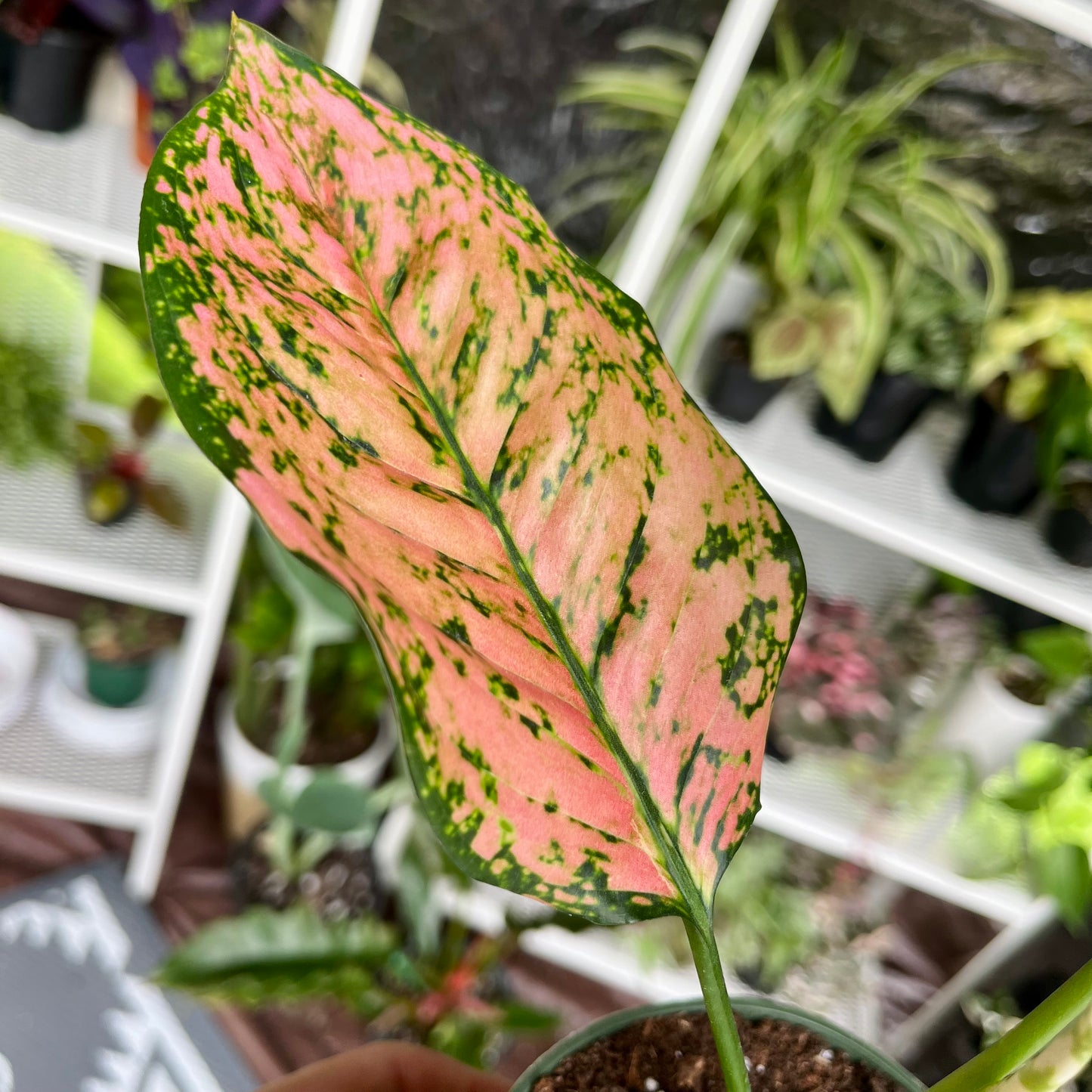 Chinese Evergreen