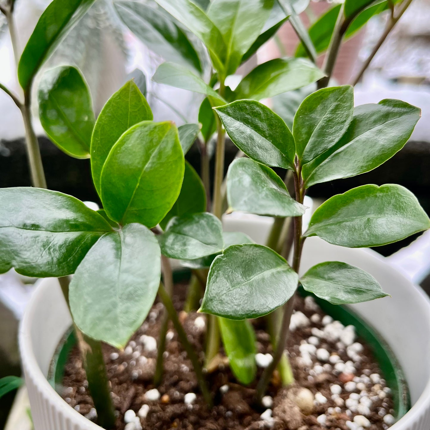 Dwarf Zz Plant