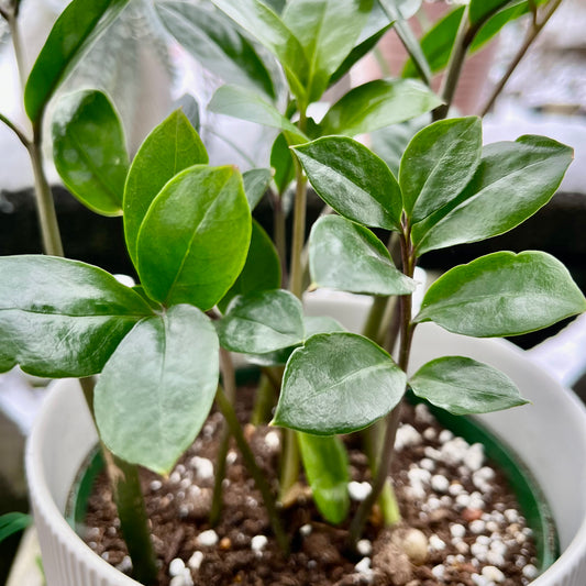 Dwarf Zz Plant