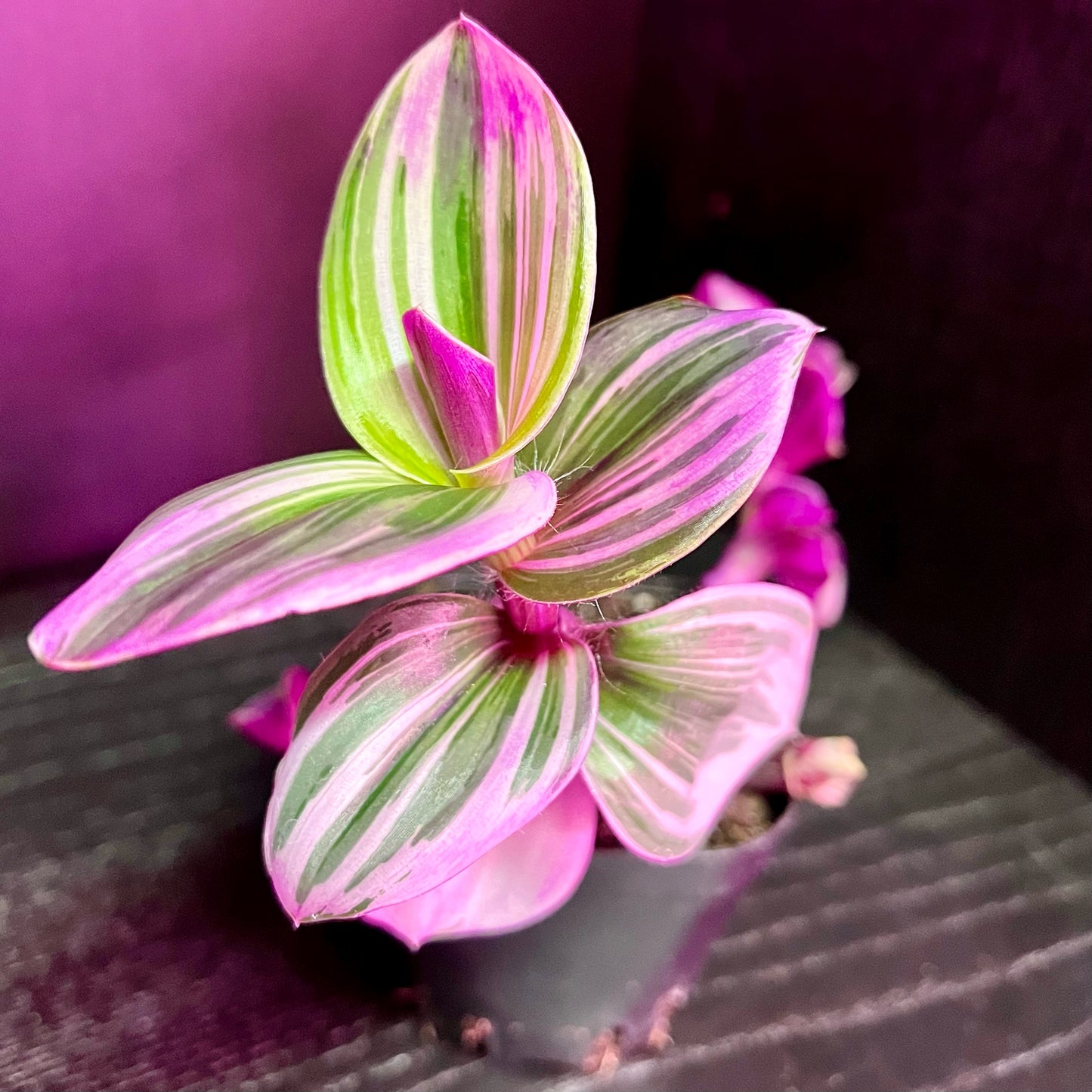 Tradescantia Nanouk